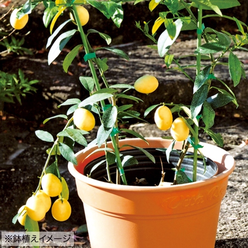 ライムの苗 種 苗 球根 園芸用品 農業資材の通販サイト タキイネット通販