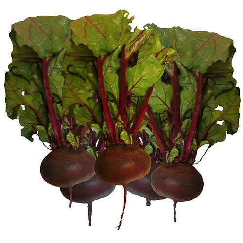 ビーツの種 種 苗 球根 園芸用品 農業資材の通販サイト タキイネット通販