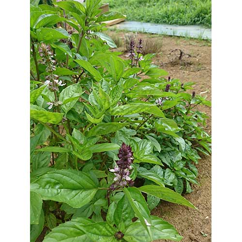 ハーブ 種 苗 球根 園芸用品 農業資材の通販サイト タキイネット通販