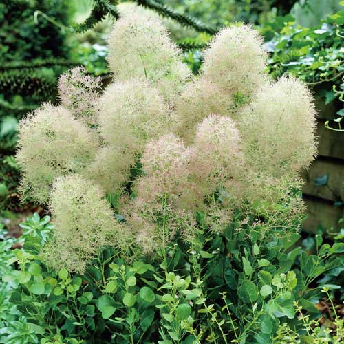 5号-53大. ヤングレディ スモークツリー 苗 苗木 雌株