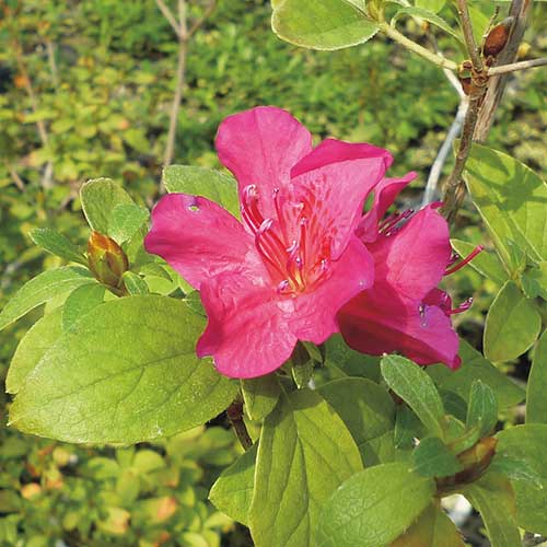 ツツジの仲間の苗 タキイネット通販 公式