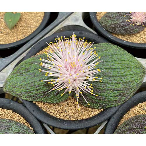 多肉植物 サボテンの苗 タキイネット通販 公式