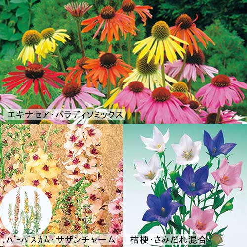 魅力の宿根草の花タネセット 種 苗 ガーデニング用品の タキイネット通販