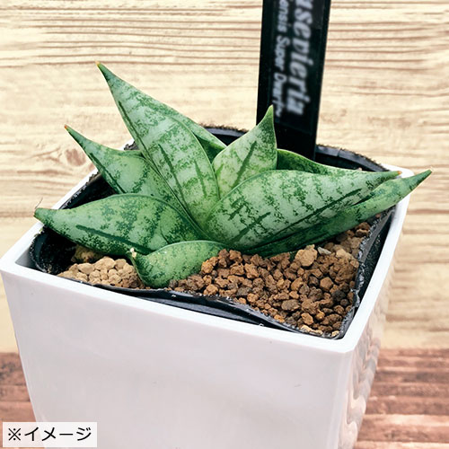 多肉植物 サボテンの苗 種 苗 球根 園芸用品 農業資材の通販サイト タキイネット通販