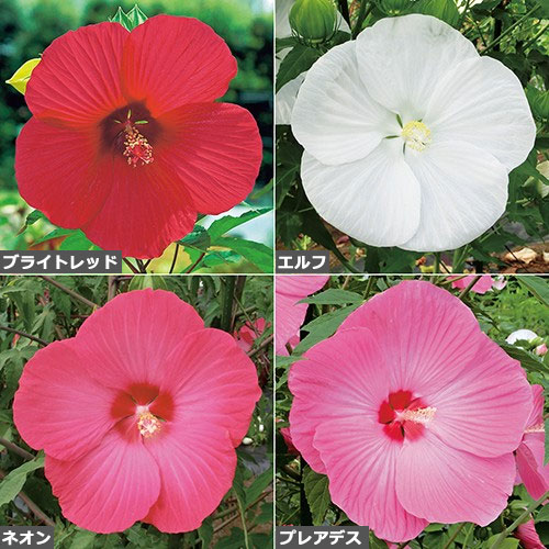 タイタンビカス セット 種 苗 ガーデニング用品の タキイネット通販