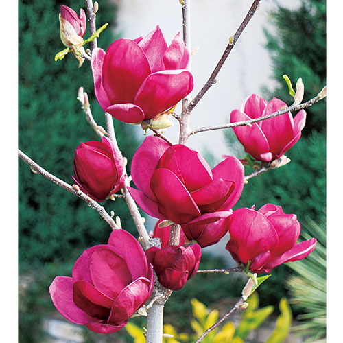 モクレン ジェニー 種 苗 ガーデニング用品の タキイネット通販