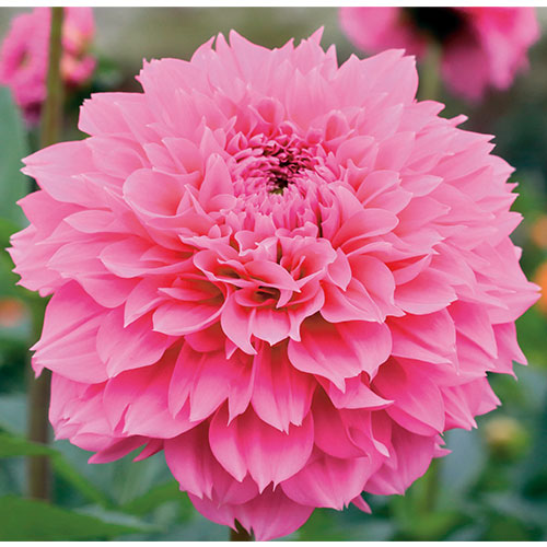 ダリア さくら 種 苗 ガーデニング用品の タキイネット通販 ダリア さくら 種 苗 ガーデニング用品の タキイネット通販