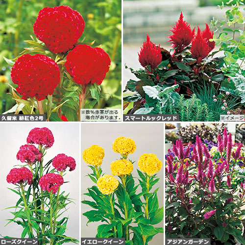 いろいろ鶏頭 花タネ セット 種 苗 ガーデニング用品の タキイネット通販