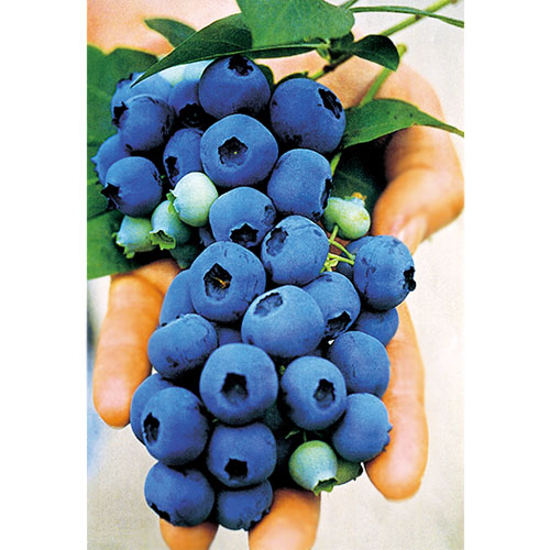 ブルーベリーの苗 種 苗 球根 園芸用品 農業資材の通販サイト タキイネット通販