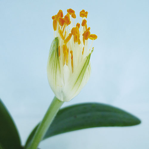 多肉植物 サボテンの苗 種 苗 球根 園芸用品 農業資材の通販サイト タキイネット通販