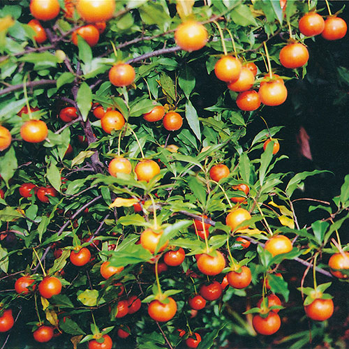 常緑甘柿 種 苗 ガーデニング用品の タキイネット通販