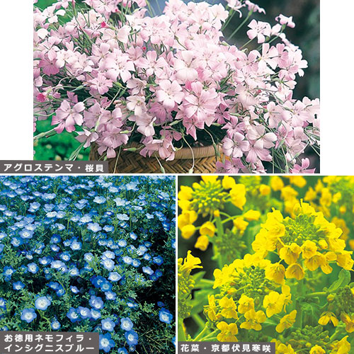 景観におすすめの花タネセット 種 苗 ガーデニング用品の タキイネット通販