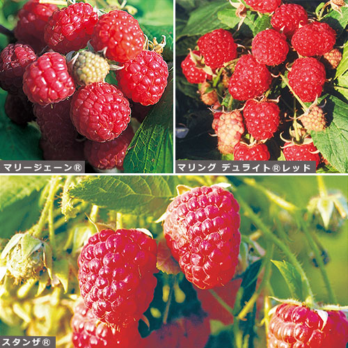 ラズベリーの苗 種 苗 球根 園芸用品 農業資材の通販サイト タキイネット通販
