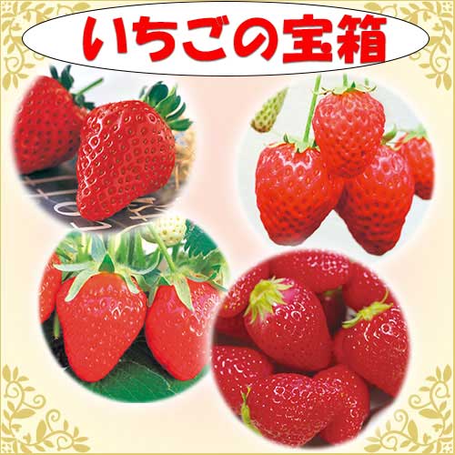 イチゴの苗｜タキイネット通販【公式】