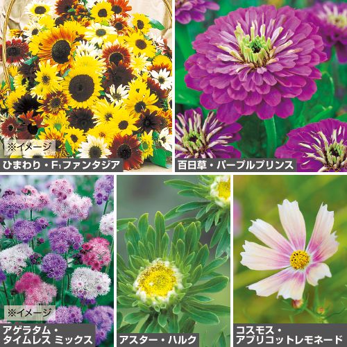 切花用草花タネセット 春 種 苗 ガーデニング用品の タキイネット通販