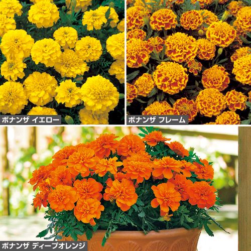 孔雀草 フレンチ マリーゴールド ボナンザ系 花タネ セット 種 苗 ガーデニング用品の タキイネット通販