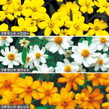 百日草 ジニア プチランド3種 花タネ セット 種 苗 ガーデニング用品の タキイネット通販 百日草 ジニア プチランド3種 花タネ セット 種 苗 ガーデニング用品の タキイネット通販