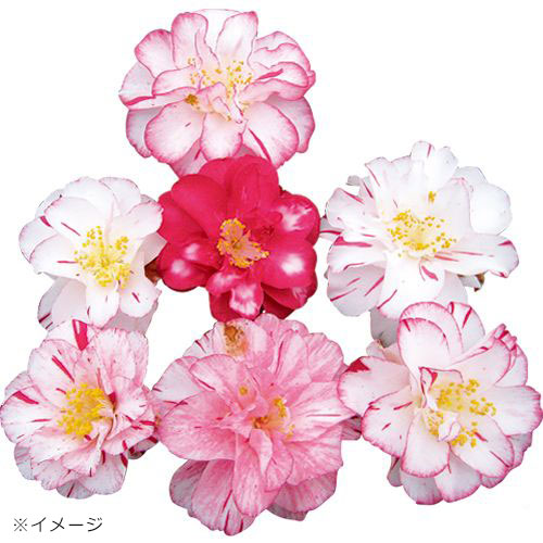 ツバキ プリンセス雅子 種 苗 ガーデニング用品の タキイネット通販