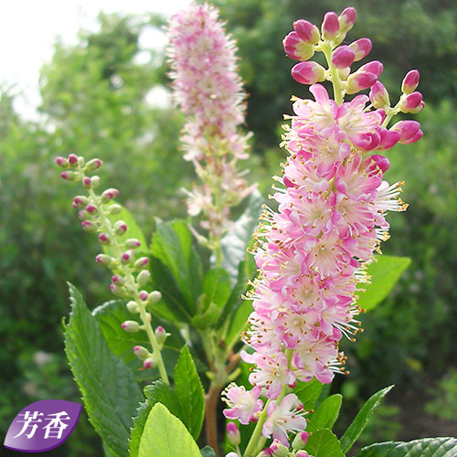 西洋リョウブ ルビースパイス 種 苗 ガーデニング用品の タキイネット通販