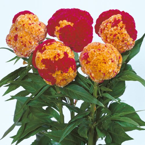 鶏頭 久留米 コロナ 種 苗 ガーデニング用品の タキイネット通販