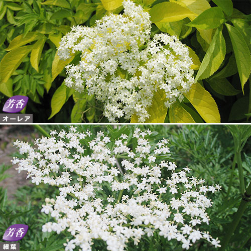 エルダーフラワー セット 種 苗 ガーデニング用品の タキイネット通販 エルダーフラワー セット 種 苗 ガーデニング用品の タキイネット通販