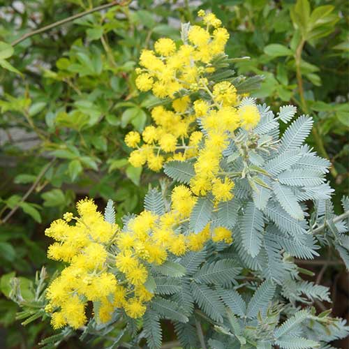 銀葉アカシア 種 苗 ガーデニング用品の タキイネット通販