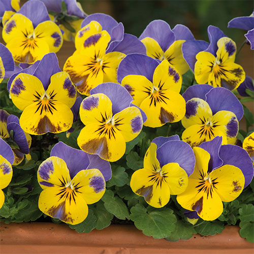 ビオラ F1ソルベ イエローブルージャンプアップ 種 苗 ガーデニング用品の タキイネット通販