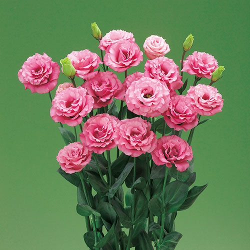 ユーストマ F1ミンク ローズ