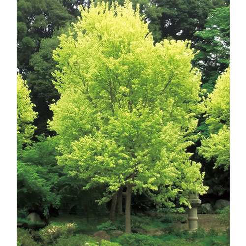 トウカエデ 花散里 種 苗 ガーデニング用品の タキイネット通販 トウカエデ 花散里 種 苗 ガーデニング用品の タキイネット通販