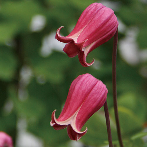 クレマチスの苗 種 苗 球根 園芸用品 農業資材の通販サイト タキイネット通販