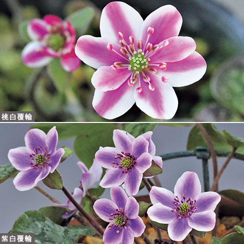 売り切れました。キリンソウ 大覆輪 売り切れました。キリンソウ 大覆輪