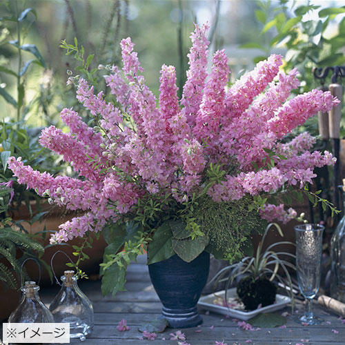 千鳥草 マーベラスピンク 種 苗 ガーデニング用品の タキイネット通販