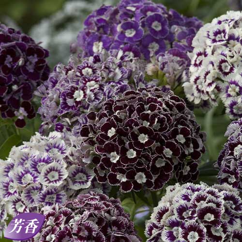 なでしこ 種 苗 球根 園芸用品 農業資材の通販サイト タキイネット通販