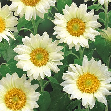 切り花向き - 種・苗・球根・園芸用品・農業資材の通販サイト【タキイ 