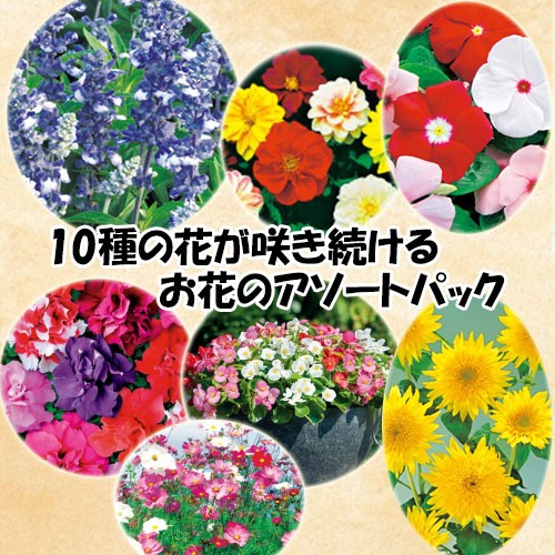 10種の花が咲き続けるお花のアソートパック 種 苗 ガーデニング用品の タキイネット通販