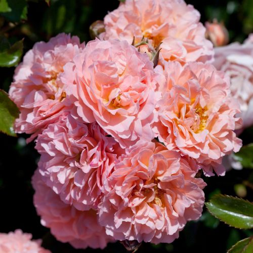 バラの苗｜タキイネット通販【公式】(2ページ目)