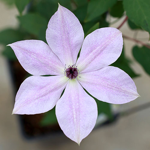 クレマチス 種 苗 球根 園芸用品 農業資材の通販サイト タキイネット通販 クレマチス 種 苗 球根 園芸用品 農業資材の通販サイト タキイネット通販