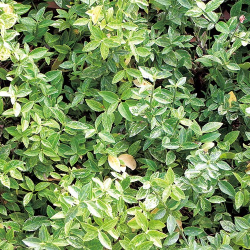 ツルマサキ ハーレクイン 種 苗 ガーデニング用品の タキイネット通販