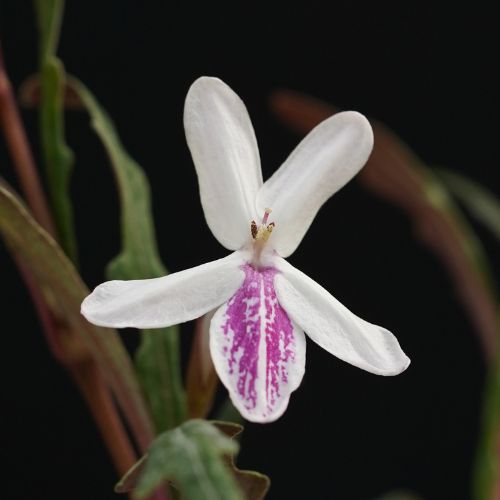 その他の花苗の苗｜タキイネット通販【公式】(3ページ目)