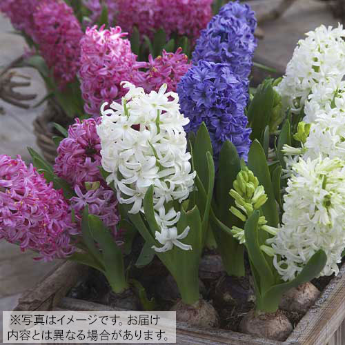 ヒヤシンスの球根 タキイネット通販 公式