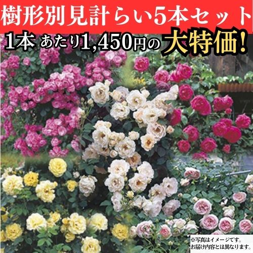 バラの苗｜タキイネット通販【公式】