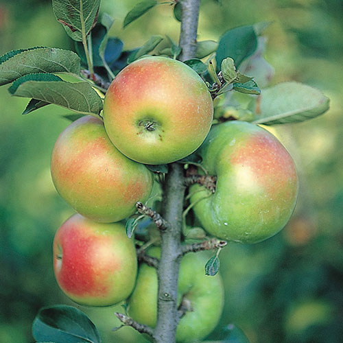 リンゴ バレリーナ ボレロ 種 苗 ガーデニング用品の タキイネット通販