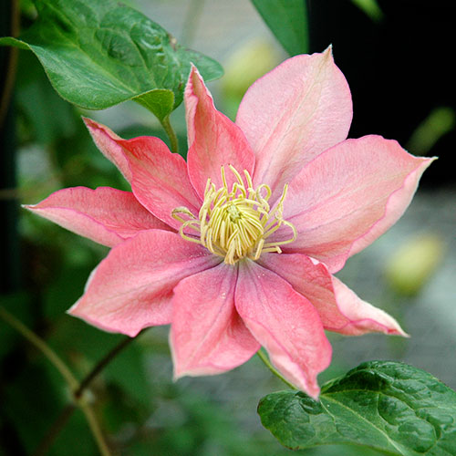 クレマチス リトル マーメイド 種 苗 ガーデニング用品の タキイネット通販