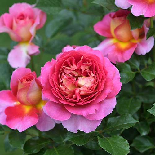 開花が待ち遠しい 新苗から始めるバラ栽培 タキイネット通販