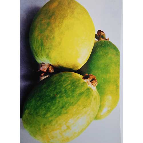 種 苗 球根 園芸用品 農業資材の通販サイト タキイネット通販