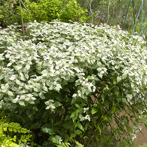 ベルノニア アイアンバタフライ 種 苗 ガーデニング用品の タキイネット通販