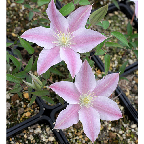 クレマチス スパークリングピンク 種 苗 ガーデニング用品の タキイネット通販