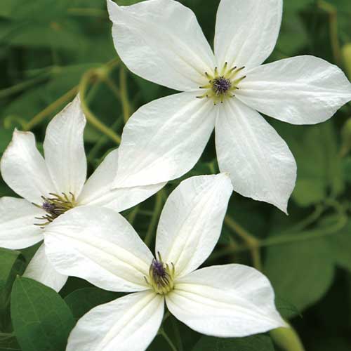 上質で快適 メルカリ便 クレマチス苗 プリンセスケイト 植物 観葉植物 インテリア 住まい 小物 Belvtor By