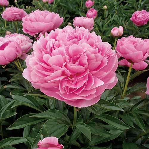 しゃくやく ピンクハワイアンコーラル 種 苗 ガーデニング用品の タキイネット通販