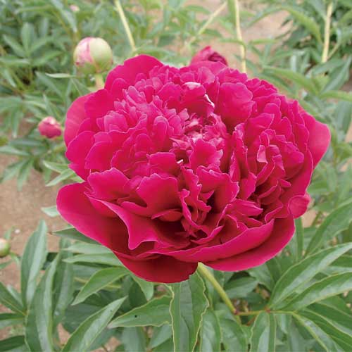 しゃくやく ピンクハワイアンコーラル 種 苗 ガーデニング用品の タキイネット通販